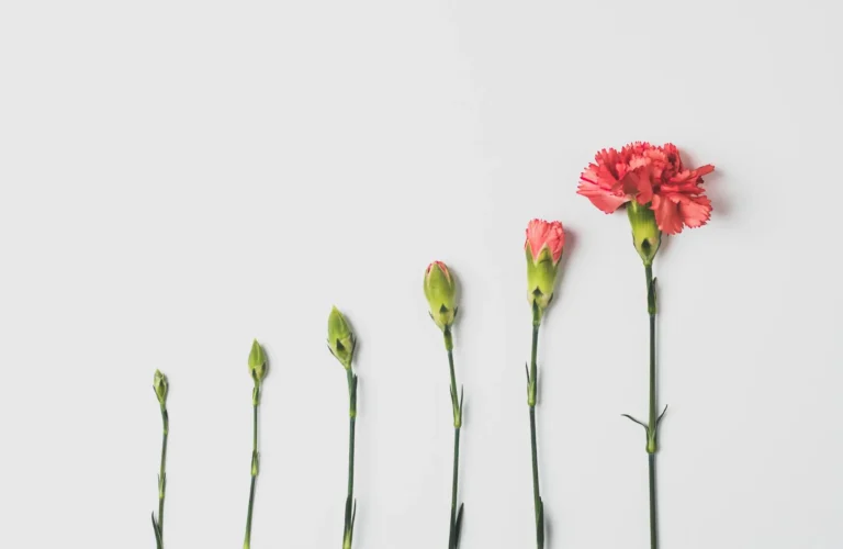 Blumen in verschiedenen Wachstumsstadien als Symbol für Veränderung und Entwicklung.