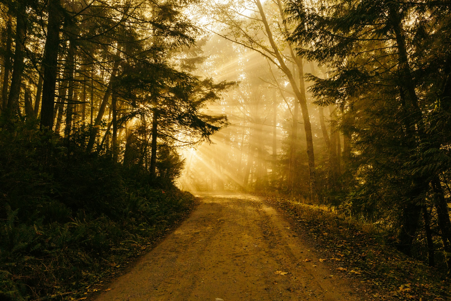 Waldweg mit goldenem Sonnenlicht, das durch die Bäume fällt und den Weg nach vorne erhellt.